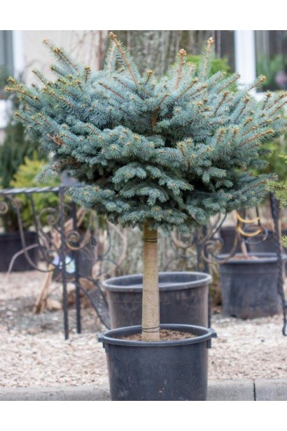 Ель Глаука Глобоза на штамбе полузакрытая шаровидная крона